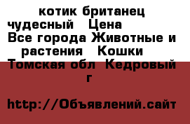 котик британец чудесный › Цена ­ 12 000 - Все города Животные и растения » Кошки   . Томская обл.,Кедровый г.